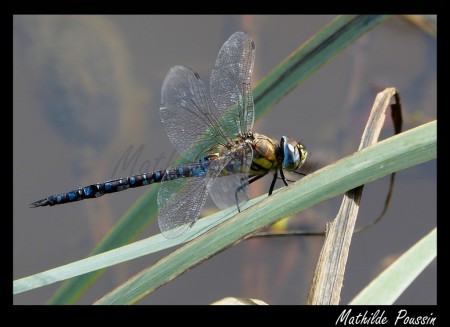 Aeschne mixte - Aeshna mixta